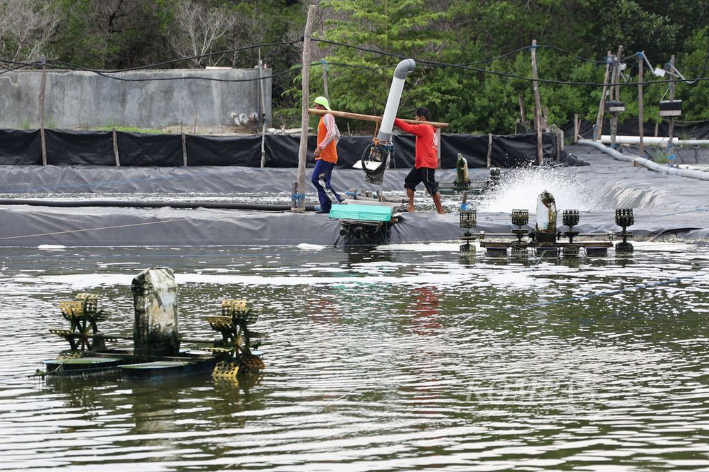 Pekerja menggotong mesin saat panen udang vaname (<i>Litopenaeus vannamei</i>) di salah satu tambak udang di Desa Karimunjawa, Kecamatan Karimunjawa, Jepara, Jawa Tengah, Rabu (14/4/2024). Panen parsial tersebut dilakukan dengan siklus sekitar empat bulan sekali. Udang dari Karimunjawa sebagian besar diekspor ke Amerika Serikat.