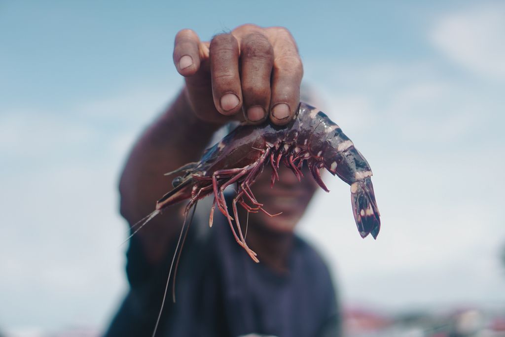 Kadir (60) menunjukkan udang tiger hasil tangkapannya sebagai nelayan di perkampungan nelayan Kelurahan Manggar, Kecamatan Balikpapan Timur, Kota Balikpapan, Kalimantan Timur, Senin (26/8/2024).