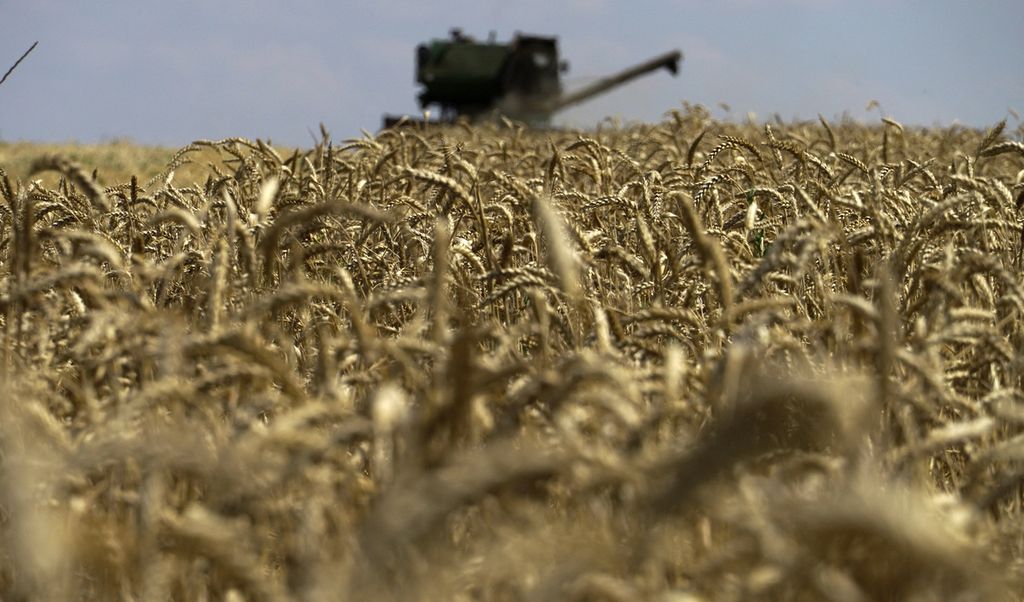 Foto diambil pada 31 Juli 2022 menggambarkan panen gandum di dekat Novoazovsk, Mariupol, Ukraina, di tengah aksi militer Rusia ke kawasan ini.