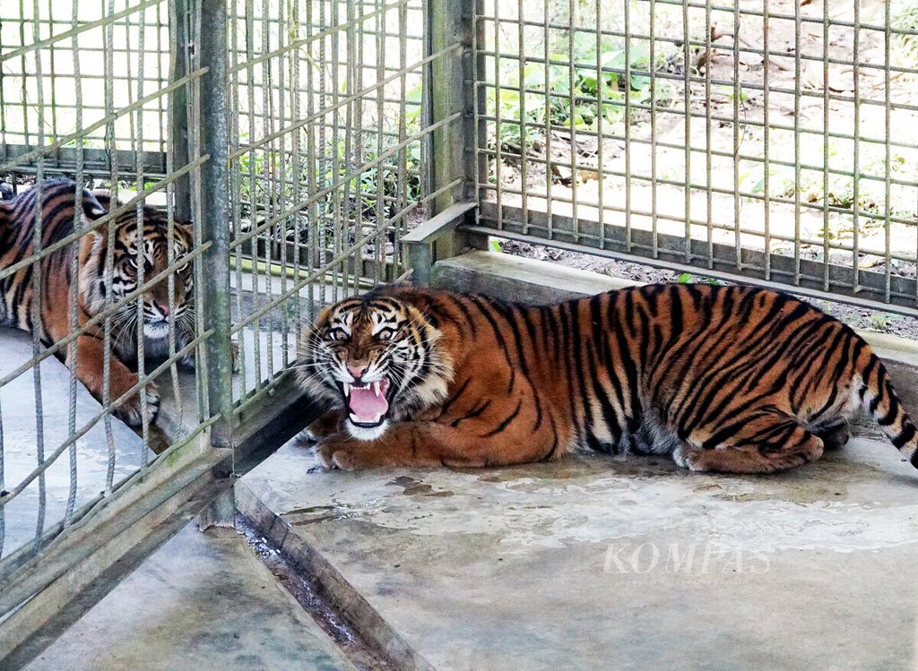 Sepasang harimau sumatera menjalani rehabilitasi di Pusat Rehabilitasi Harimau Sumatera Dharmasraya yang dikelola Yayasan Arsari Djojohadikusumo di Dharmasraya Sumatera Barat, Senin (27/7/2020).