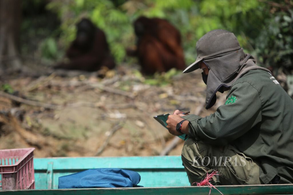 Tim teknisi orangutan membuat catatan observasi individu yang dikonservasi di Pulau Badak Besar di gugusan Pulau Salat, Palangkaraya, Kalimantan Tengah.