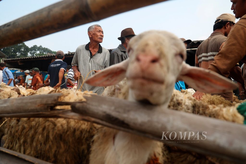 Warga menawarkan kambingnya kepada pedagang di Pasar Hewan Ambarawa, Kabupaten Semarang, Jawa Tengah, Sabtu (15/6/2024). Pedagang hewan ternak sapi dan kambing memanfaatkan momen menjelang Idul Adha untuk meningkatkan penjualan mereka. Kenaikan jumlah sapi dan kambing untuk kurban telah terjadi dalam beberapa pekan ini dalam kisaran Rp 300.000 hingga Rp 1 juta per ekor. 