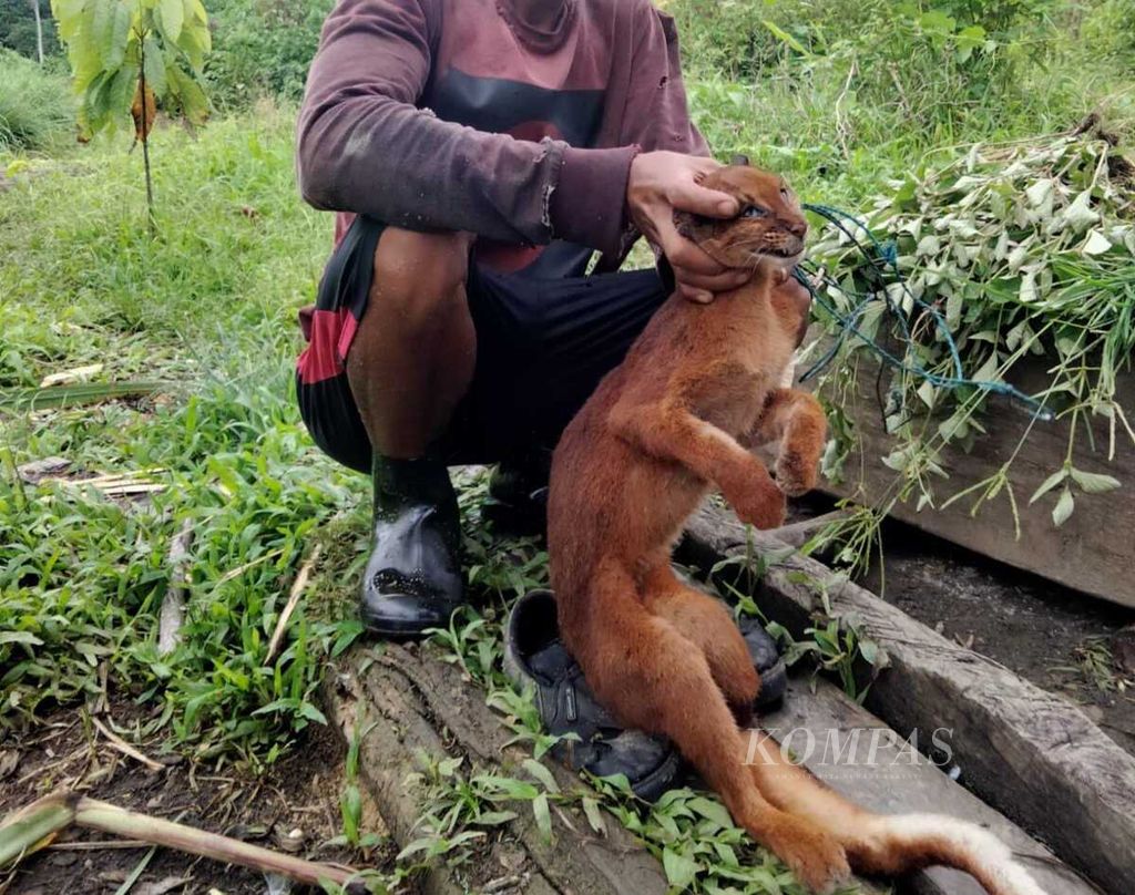 Peladang di Kabupaten Murung Raya, Kalimantan Tengah, menunjukkan kucing merah yang mati terkena jerat pada Selasa (10/5/2022). Kucing merah merupakan satwa liar dilindungi yang merupakan satwa khas Kalimantan.