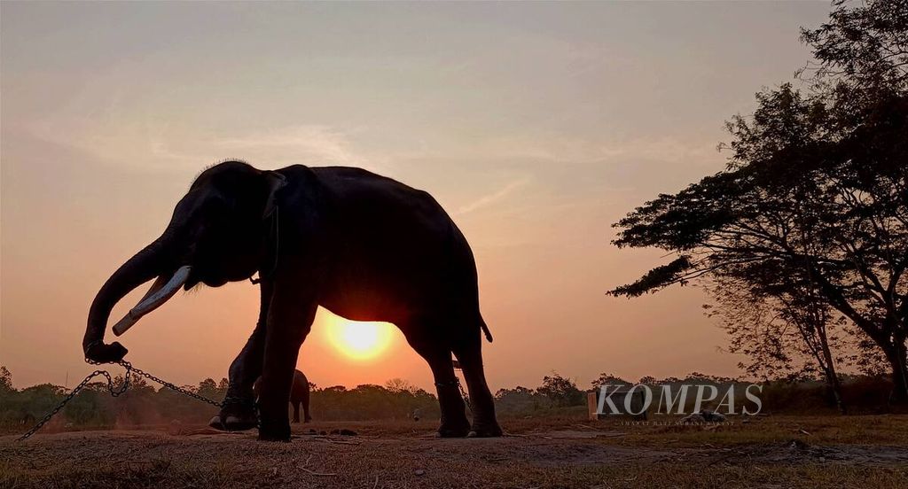 Gajah-gajah bersiap beristirahat menjelang senja di area bekas Pusat Latihan Gajah di Taman Nasional Way Kambas, Kabupaten Lampung Timur, Lampung, Sabtu (7/10/2023). 
