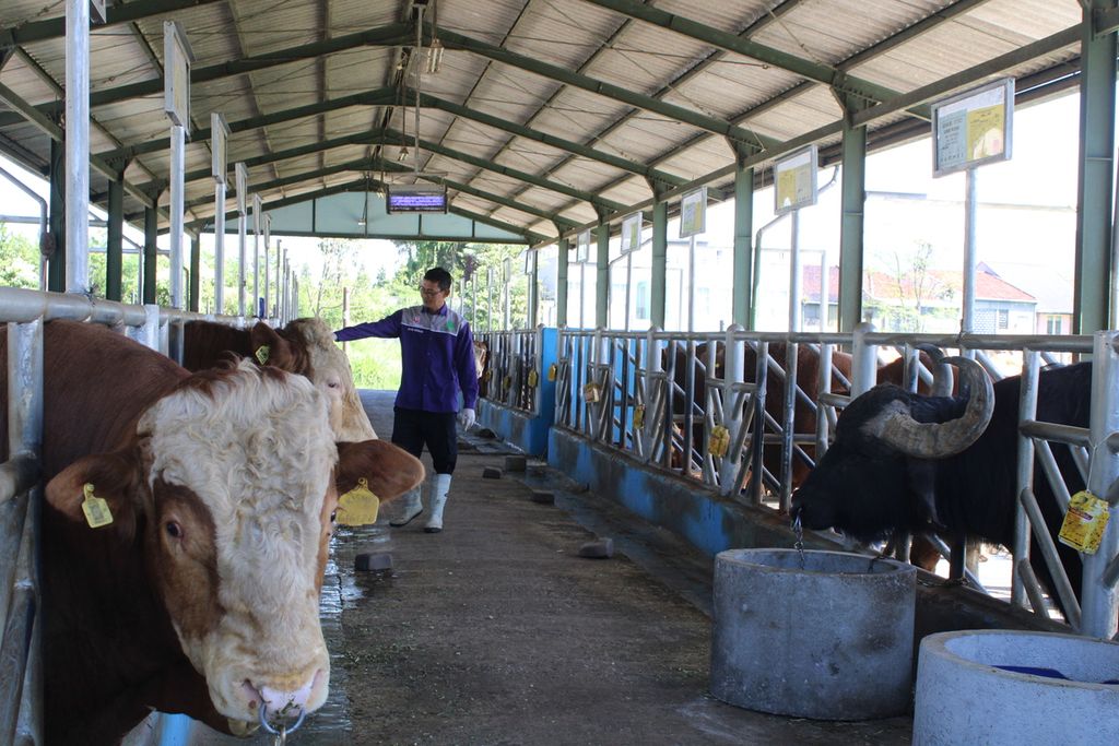 Petugas memeriksa sapi pejantan di Balai Inseminasi Buatan Lembang, Kabupaten Bandung Barat, Jawa Barat, Rabu (31/5/2023). Di fasilitas ini terdapat 253 sapi, kambing, dan domba dari dalam dan luar negeri.
