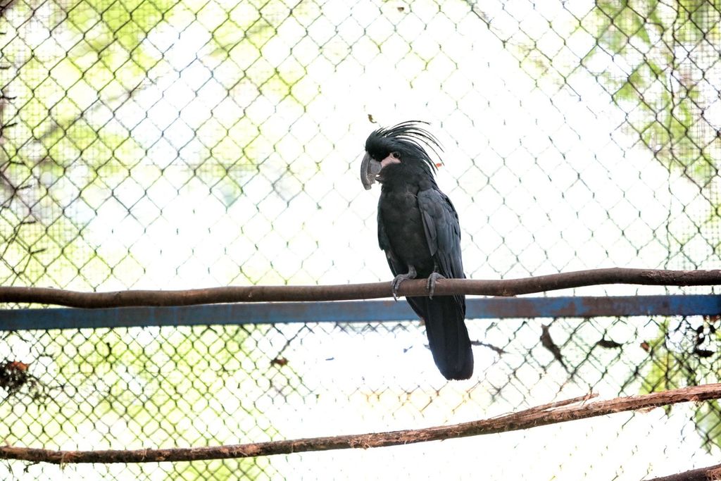 Burung kakatua raja di Pusat Penelitian Reklamasi dan Keanekaragaman Hayati milik PTFI di mile 21, Mapurujaya, Mimika, Papua, Kamis (17/3/2022).