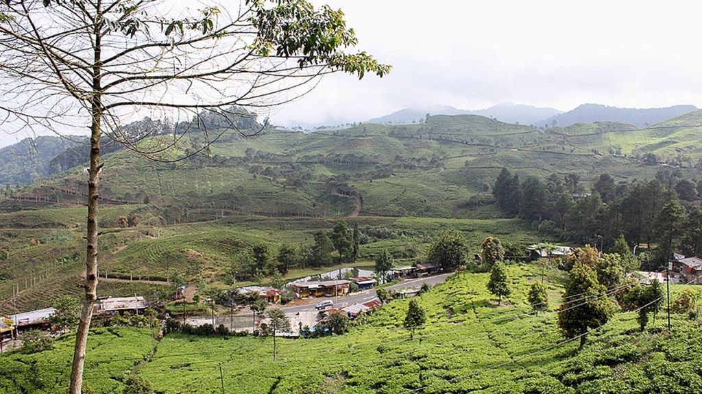 Perkebunan teh di kawasan Puncak di perbatasan Kabupaten Bogor dengan Kabupaten Cianjur, Jawa Barat.