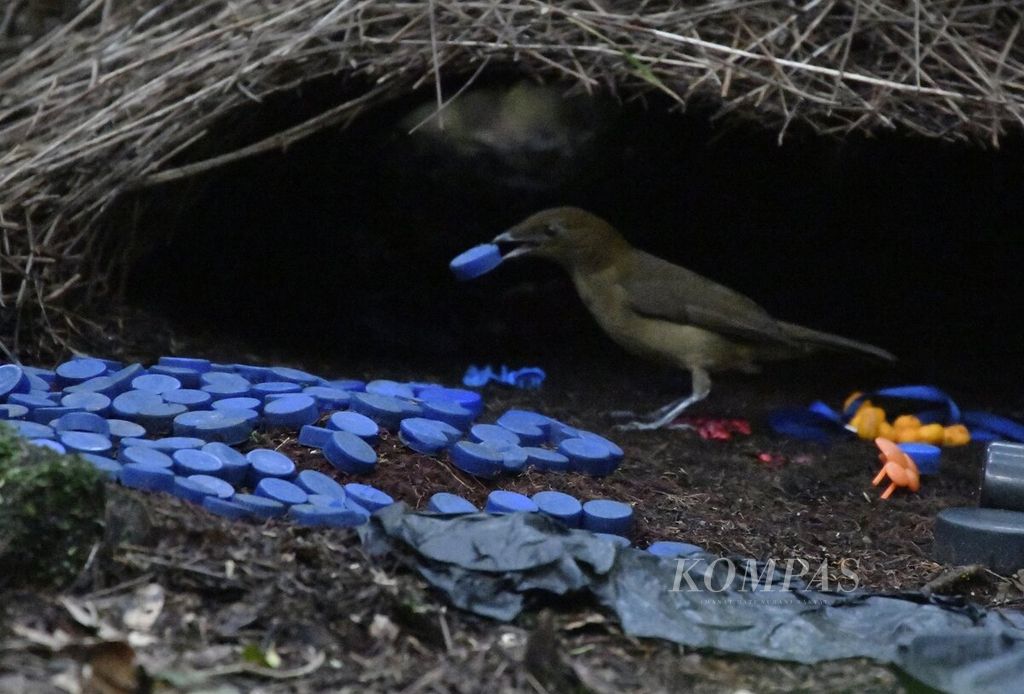 Burung Namdur Polos atau Vogelkop Bowerbird (Amblyornis inomatus) yang berada di salah satu lokasi pengamatan burung di Kampung Kwau, Kabupaten Manokwari, Papua Barat, Selasa (13/4/2021). KOMPAS/RADITYA HELABUMI 13-04-2021
