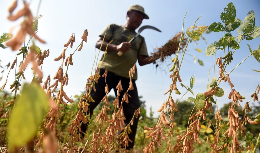 Shodiq memanen kedelai di Desa Pagerngumbuk, Kecamatan Wonoayu, Kabupaten Sidoarjo, Jawa Timur, Minggu (25/9/2022). Tanaman kedelai ditanam petani setempat saat musim kemarau. Komoditas kedelai saat ini sering terganggu oleh cuaca yang tidak menentu. Harga jual kedelai ditingkat petani mencapai Rp 10.500 per kilogram. 