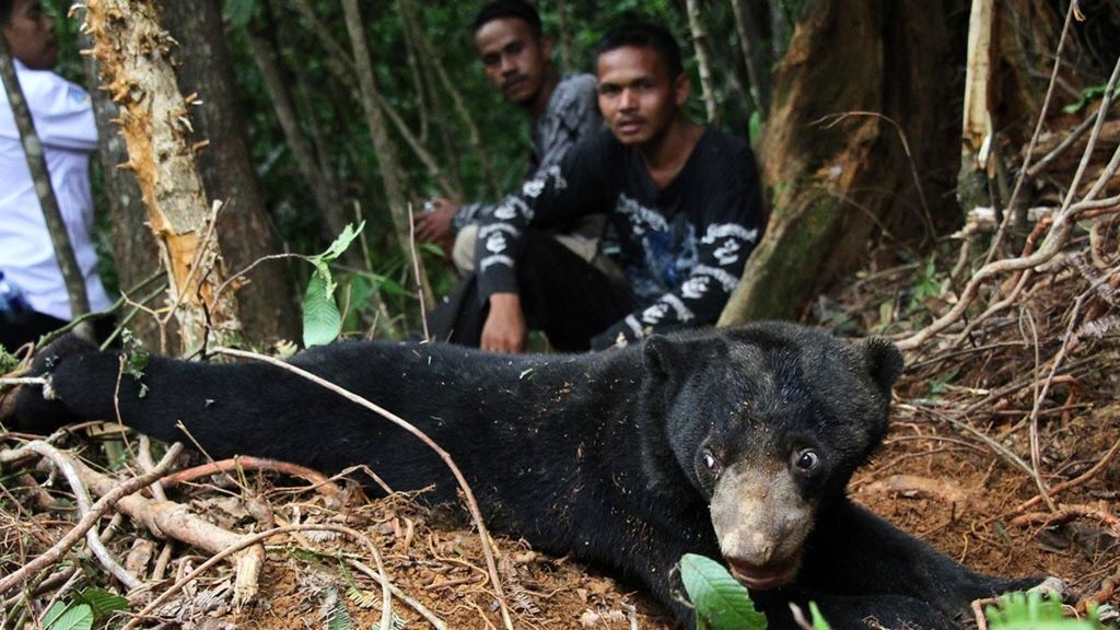 Beruang madu terkena jerat babi di perkebunan sawit Desa Lubuk, Kecamatan Jeumpa, Aceh Barat Daya, Aceh, pada pertengahan Juni 2019. 