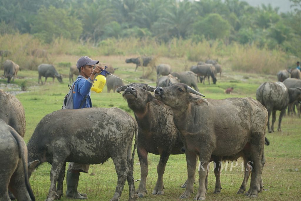 Pemilik ternak menyemprotkan air garam kepada kerbaunya di padang tepian Sungai Muar di Desa Serami Baru, Kecamatan Malin Deman, Kabupaten Mukomuko, Bengkulu, Sabtu (3/6/2023) sore. Setidaknya sekali sepekan pemilik ternak mendatangi padang pada sore hari untuk memberi garam kepada kerbau-kerbau miliknya.
