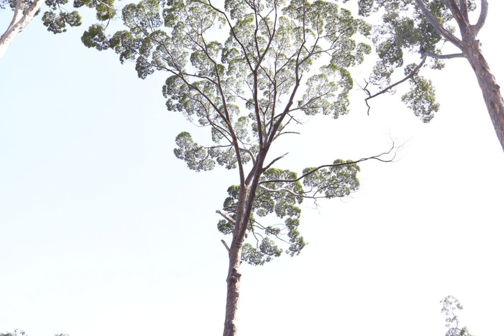 Hamparan hutan kapur barus (<i>Dryobalanops aromatica</i>) terlihat di sekitar Desa Sibagindar, Kecamatan Pagindar, Kabupaten Pakpak Bharat, Sumatera Utara, Minggu (3/7/2022). 