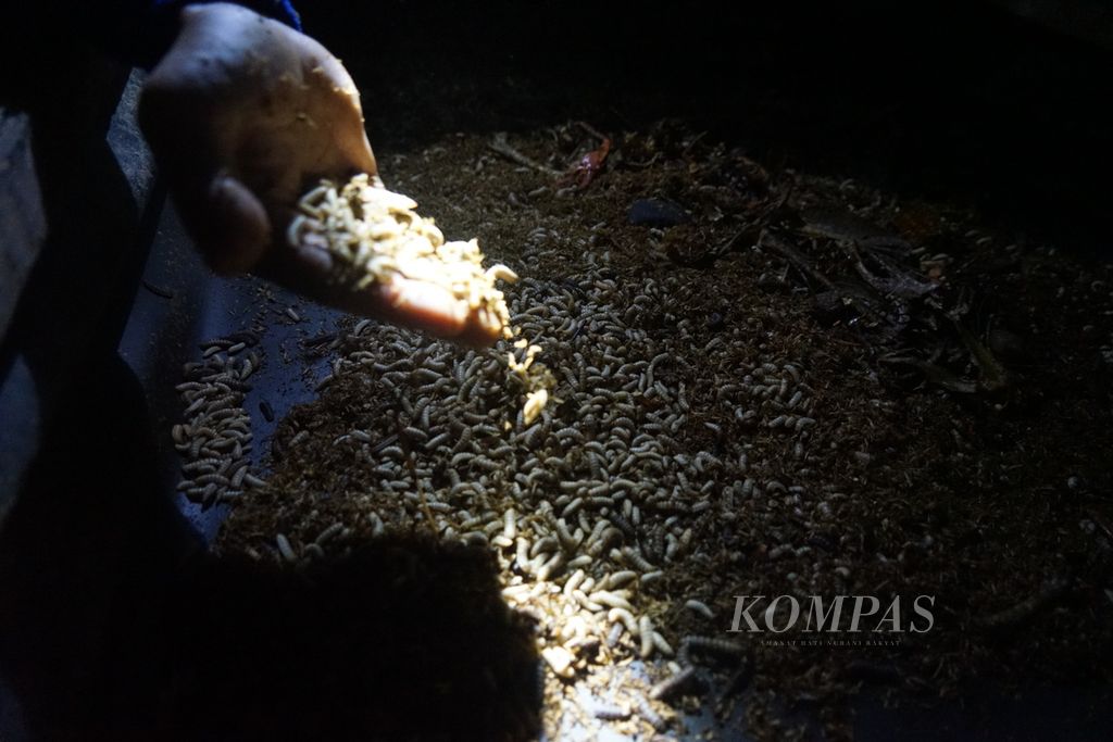 <i>Maggot </i>yang telah berkembang dan siap memasuki masa panen di kelompok GenToili, Desa Sentral Timur, Toili, Banggai, Sulawesi Tengah, Minggu (31/3/2024). Kelompok ini mampu memproduksi hingga 200 kilogram <i>maggot </i>dalam sebulan yang digunakan untuk kelompok ataupun dijual ke pembeli.