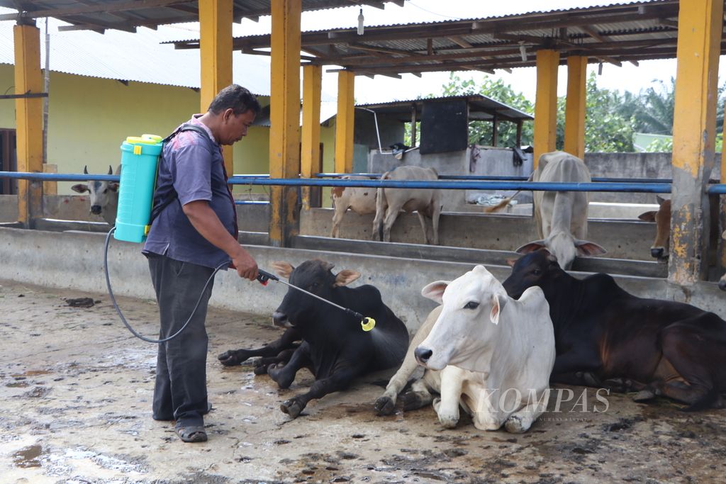 Peternak menyemprot kuku sapi yang melepuh dengan antiseptik setelah terjangkit penyakit mulut dan kuku di Desa Sampali, Kecamatan Percut Sei Tuan, Kabupaten Deli Serdang, Sumatera Utara Jumat (3/6/2022). 
