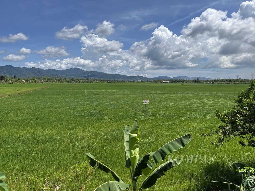 A sign reading rice fields for sale is installed in the middle of rice fields in Paku Jaya Village, Bondoala, Konawe, Southeast Sulawesi, Thursday (30/3/2023).