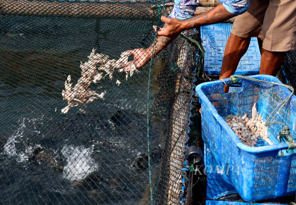 Pekerja memberi makan kerapu yang dipelihara di keramba jaring apung (KJA) milik Supriadi di laut lepas Pantai Pangandaran, Kabupaten Pangandaran, Jawa Barat, Sabtu (27/6/2023).