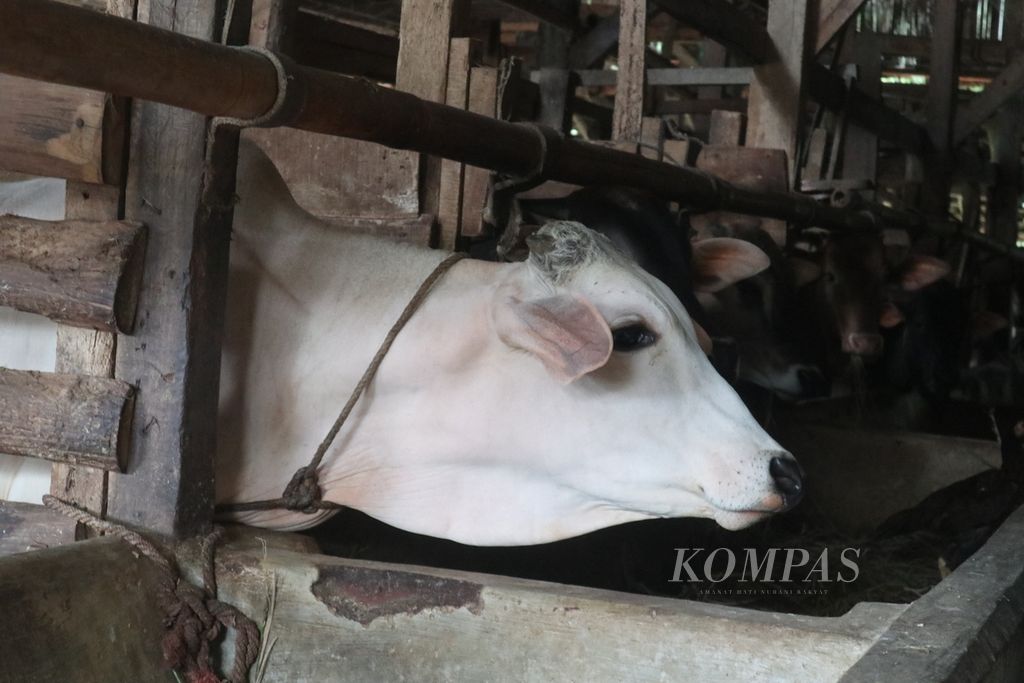 Suasana sebuah kandang sapi di Kabupaten Kuningan, Jawa Barat, Selasa (17/5/2022). Hingga kini, petugas menemukan tujuh sapi yang terjangkit penyakit mulut dan kuku. Selain mengisolasi ternak itu, Dinas Perikanan dan Peternakan Kuningan juga akan memberikan bantuan vitamin kepada peternak.