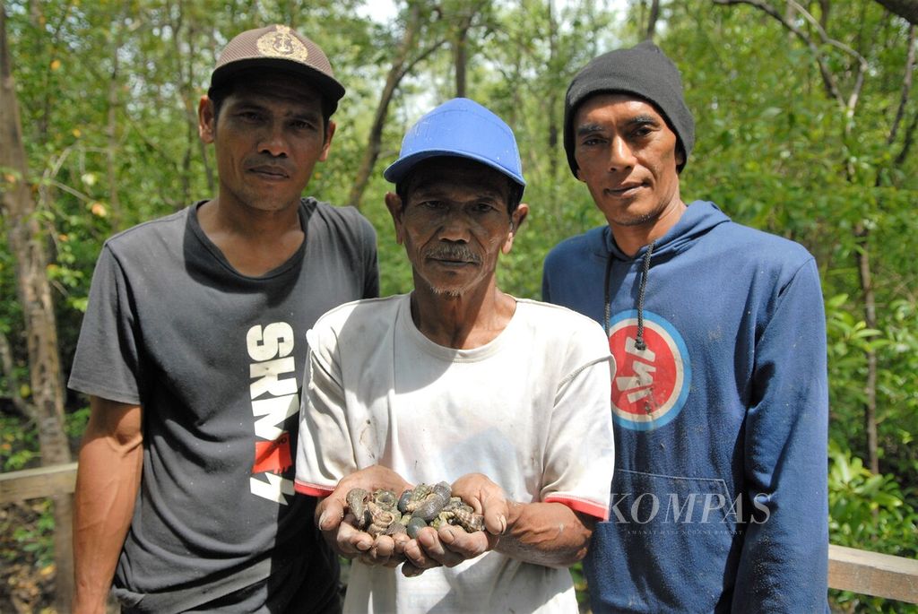 Hasil tangkapan siput di ekosistem bakau Pangkal Babu, Tanjung Jabung Timur, Jambi, Minggu (2/4/2023). Sumber pangan lokal meningkat seiring upaya masyarakat melestarikan ekosistem bakau setempat.