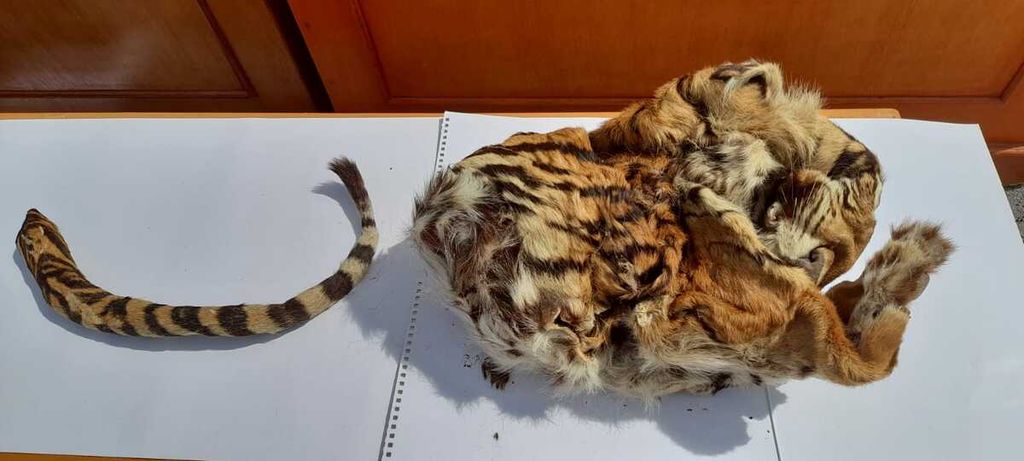 Kulit harimau yang disita oleh Kepolisian Resor Bener Meriah, Provinsi Aceh, dari tersangka pelaku perdagangan bagian tubuh satwa lindung diperlihatkan dalam konferensi pers, Senin (25/4/2022). 
