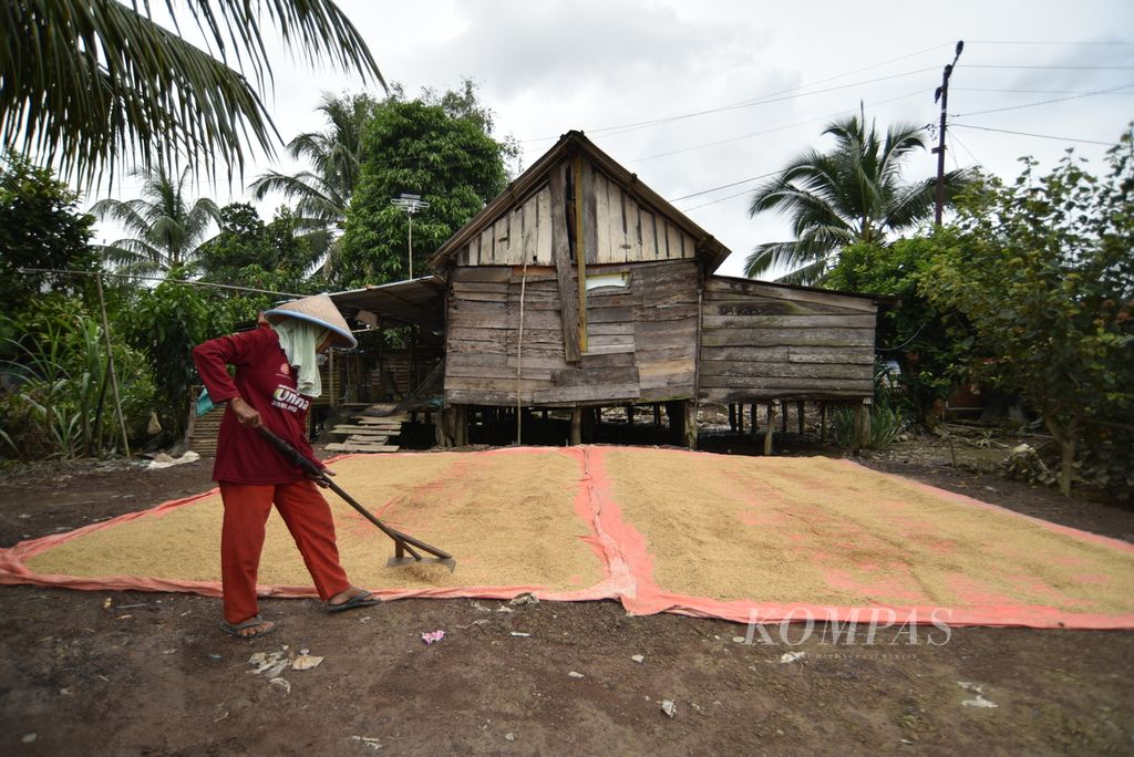 Petani menjemur gabah di Desa Purwosari, Kecamatan Tanjung Lago, Sumatera Selatan, Senin (26/2/2024). Tingginya harga beras di pasaran menjadi berkah tersendiri bagi petani. Fenomena itu turut memicu naiknya harga jual gabah kering di tingkat petani, mencapai Rp 6.000-7.000 per kilogram. 