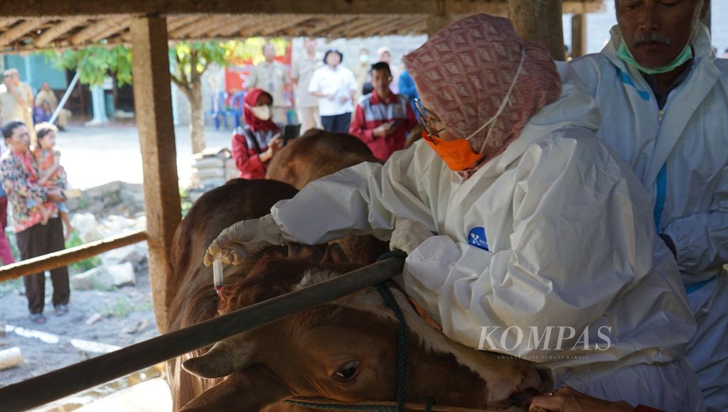 Petugas tengah memvaksinasi ternak milik warga di Desa Karanganyar, Kecamatan Weru, Kabupaten Sukoharjo, Jawa Tengah, Selasa (11/7/2023). 