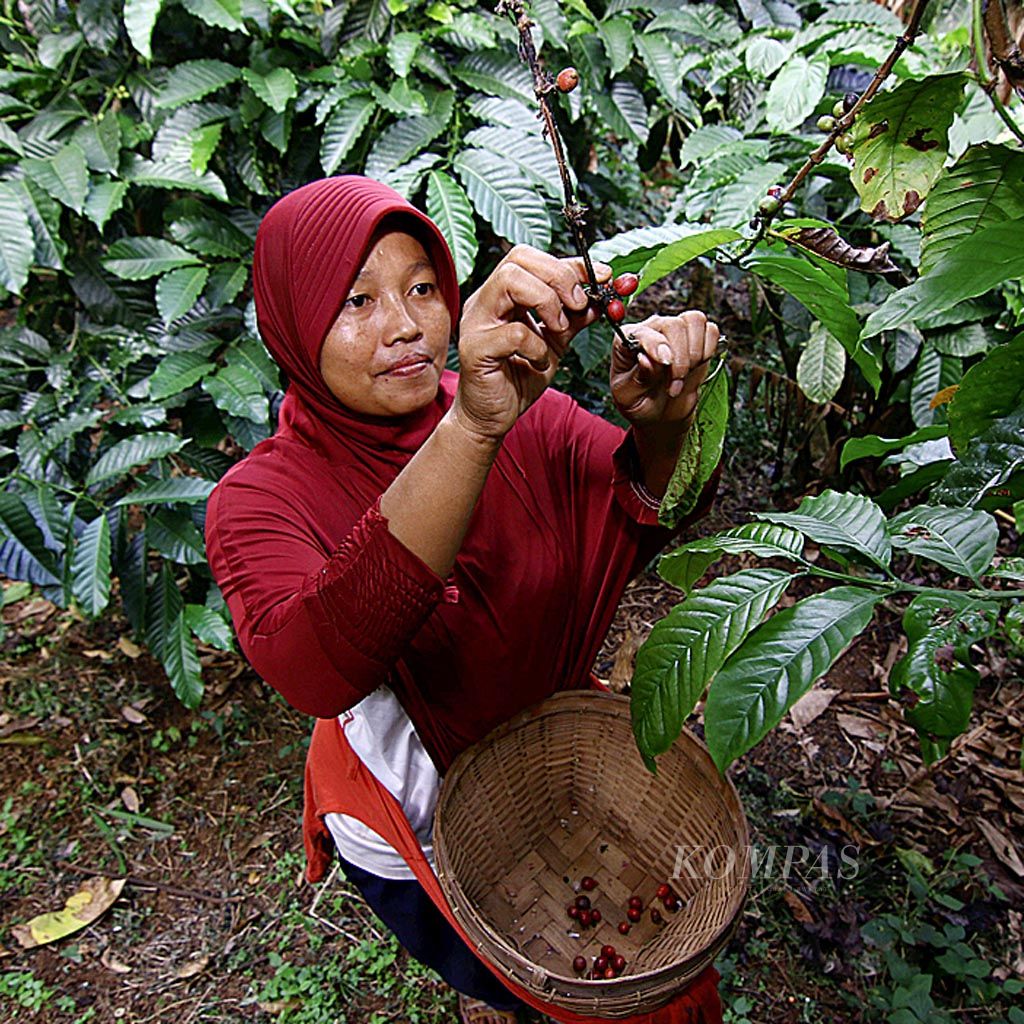 Sulastri (40), petani kopi  Desa Sukodono, Kecamatan Dampit, Kabupaten Malang, Jawa Timur, memanen kopi dengan memetik buah yang berwarna merah di kebunnya di Kabupaten Malang, Minggu (21/5). Buah kopi yang berwarna merah kualitas dan harganya lebih baik dibandingkan kopi berwarna hijau.