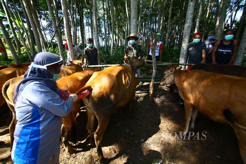 Petugas Veteriner melakukan pemeriksaan kebuntingan pada sapi-sapi milik peternak di Kelurahan Boyolangu, Banyuwangi, Selasa (16/6/2020). 