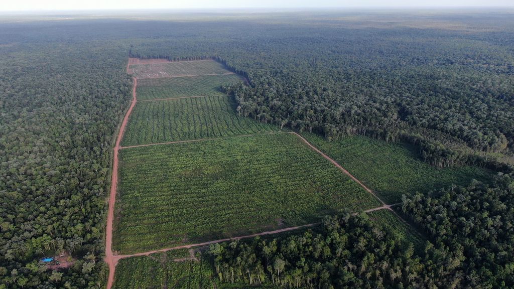 Batas tebangan hutan di Distrik Animha, Kabupaten Merauke, Papua Selatan, Jumat (11/11/2022). Sebagian hutan di Zanegi telah bersalin rupa menjadi hutan industri, khususnya akasia dan eukaliptus.