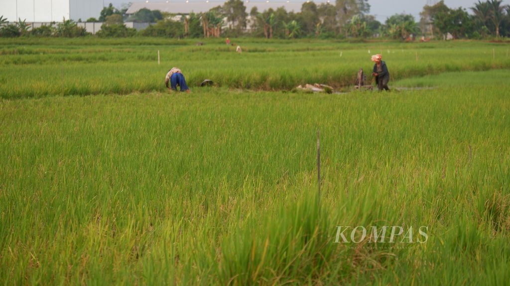Sebagian tanaman padi di Desa Malintang, Kecamatan Gambut, Kabupaten Banjar, Kalimantan Selatan, menguning akibat terserang hama tungro, Selasa (10/5/2022). Serangan itu membuat petani terancam gagal panen karena banyak tanaman padi yang mati sebelum berbulir.