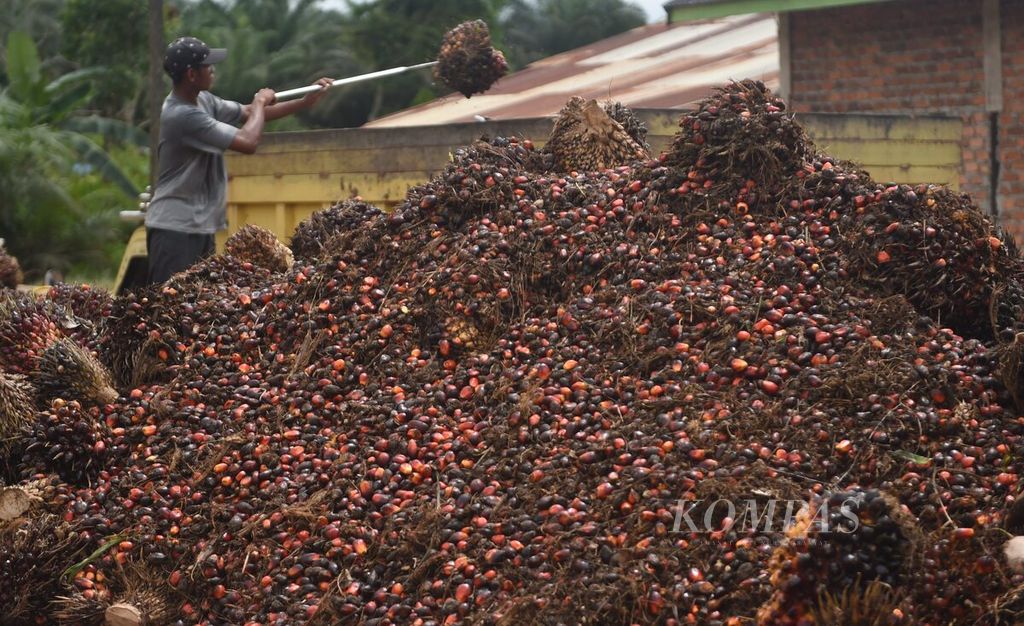 Seorang pekerja memindahkan sawit kiriman petani ke atas truk untuk dikirim ke pabrik di Desa Bukit Raya, Kecamatan Sepaku, Kabupaten Penajam Paser Utara, Kalimantan Timur, Rabu (27/7/2022).