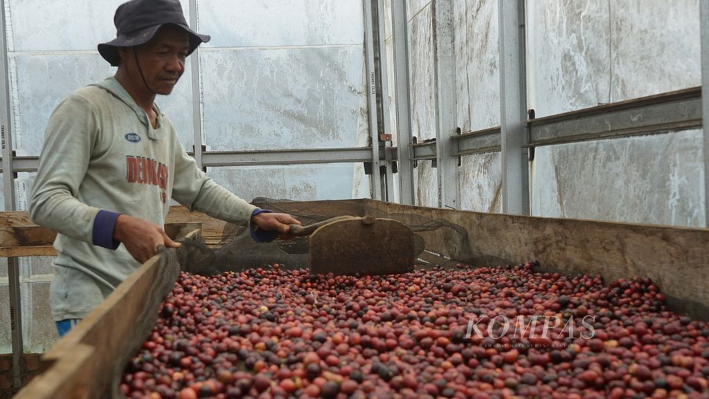 Seorang petani menjemur kopi di rumah jemur kopi di demplot Lembaga Pengelola Hutan Desa Cahaya Alam bekerja sama dengan Hutan Kita Institute di Kecamatan Semende Darat Ulu, Kecamatan Muara Enim, Sumatera Selatan, Selasa (19/7/2022).