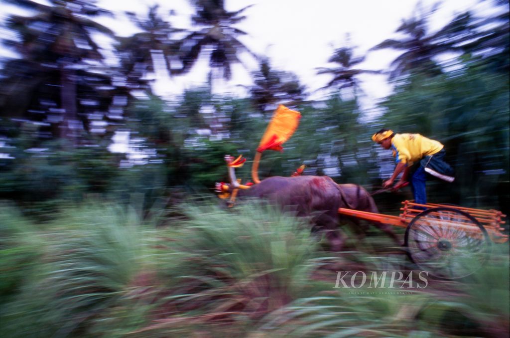 Makepung, tradisi balap kerbau di Jembrana, Bali, ini direkam tahun 1997 dengan film Fujichrome Provia color slide 35 mm ISO 100, kemudian pemindaian foto dengan Epson Perfection V850 Pro.  