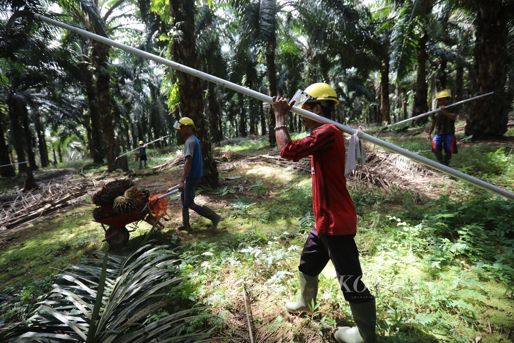 Pekerja memanen kelapa sawit di areal perkebunan PT Sawit Sumbermas Saran Tbk (SSMS) di Pangkalan Bun, Kalimantan Tengah, Kamis (29/4/2021). PT SSMS memproduksi minyak kelapa sawit mentah dengan kapasitas produksi sebesar total 2.500 ton per hari. 