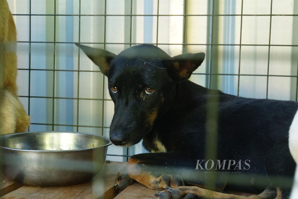 Seekor anjing di tempat penampungan (<i>shelter</i>) Animal Friends Manado Indonesia (AFMI) tampak ketakutan ketika didekati, Sabtu (29/7/2023) sore. 