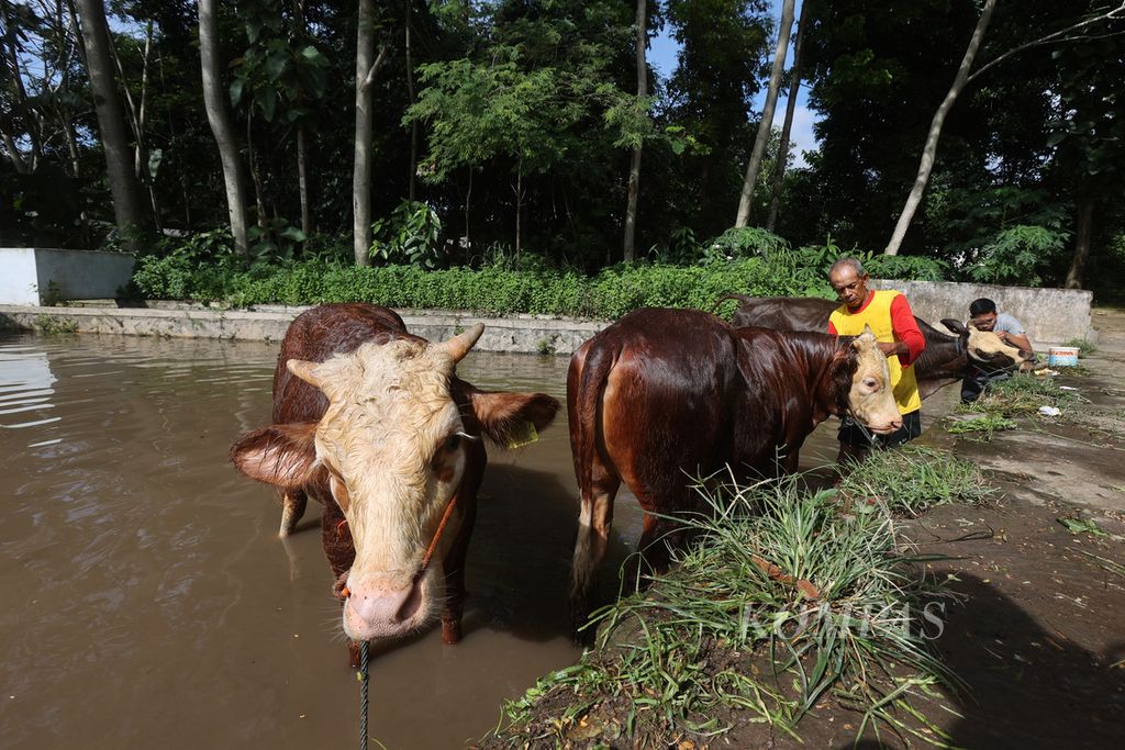 Peternak memandikan sapi miliknya di Desa Jemawan, Jatinom, Klaten, Jawa Tengah, Senin (9/1/2023). Sapi jenis Bimetal tersebut dirawat secara rutin agar memiliki nilai jual tinggi ketika ditawarkan ke pasar hewan saat Lebaran. 