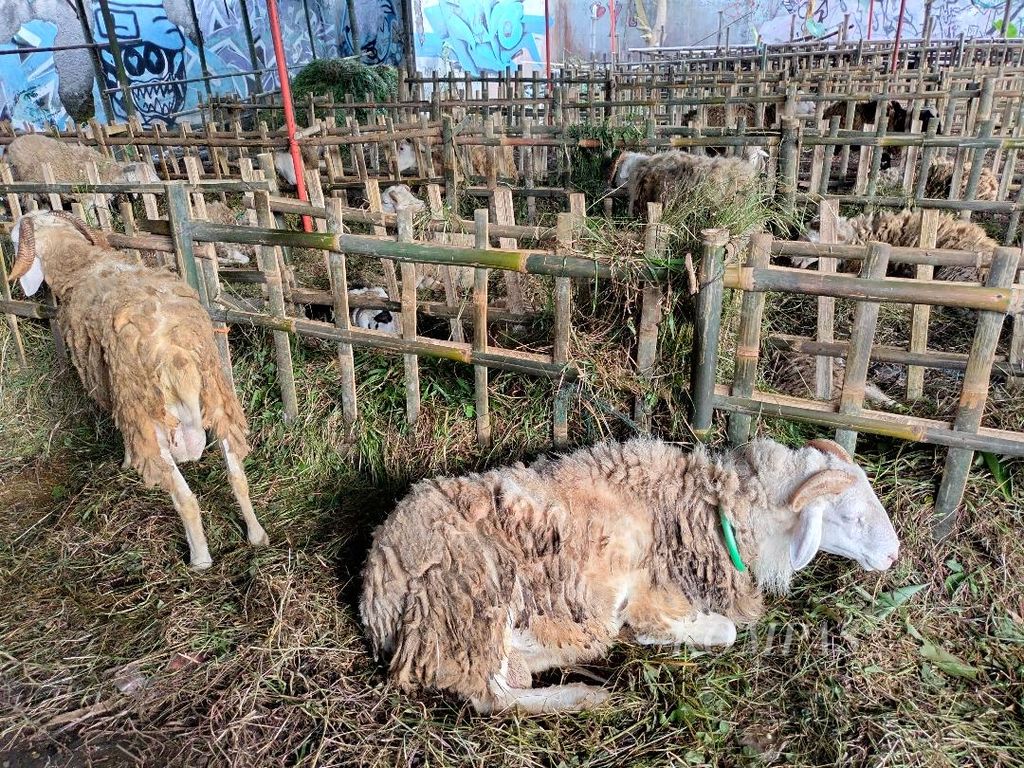 Puluhan domba disiapkan, dijual untuk kebutuhan hewan kurban untuk hari raya Idul Adha, dijual di tepi jalan raya di Bayanan, Kecamatan Mertoyudan, Kabupaten Magelang, Jawa Tengah, Minggu (19/6/2022).