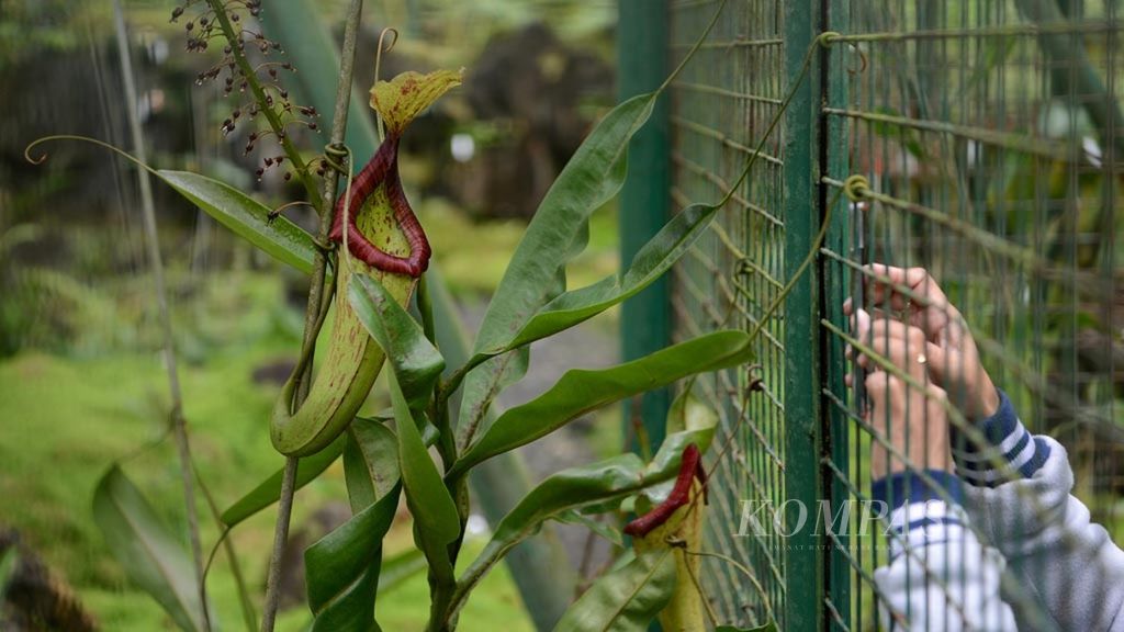 Pengunjung menggunakan gawai untuk memotret tanaman kantong semar (<i>Nepenthes</i>) di Kebun Raya Cibodas, Kecamatan Cipanas, Kabupaten Cianjur, Jawa Barat, Senin (29/5). Tanaman karnivora tersebut memiliki kantung unik untuk menjebak serangga calon mangsanya.