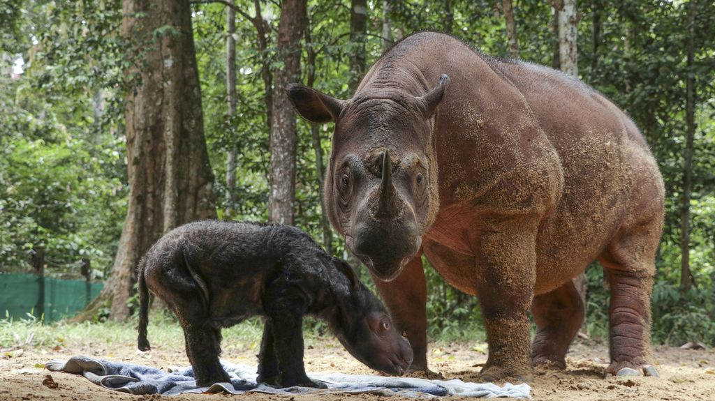 Badak sumatera, Rosa, bersama anaknya di Suaka Rhino Sumatera Taman Nasional Way Kambas, Lampung. Induk badak ini melahirkan bayi betina tersebut pada 24 Maret 2022.