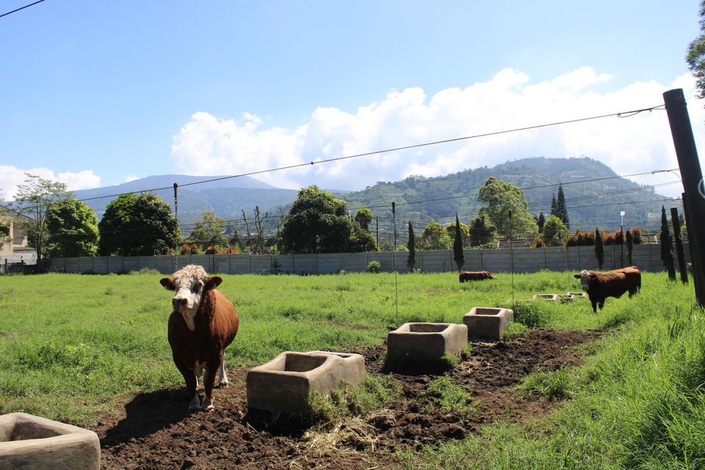 Sejumlah sapi diletakkan di l<i>ine bull</i> di Balai Inseminasi Buatan Lembang, Kabupaten Bandung Barat, Jawa Barat, Rabu (31/5/2023). <i>Line bull </i>merupakan tempat sapi berkeliaran dengan ditempatkan tali baja agar mudah untuk dibawa kembali.