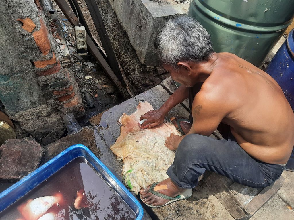 Pedagang beduk, Tedy Sokat, menyikat rambut dan kulit kambing di kawasan Tanah Abang, Jakarta Pusat, Jumat (14/4/2023).