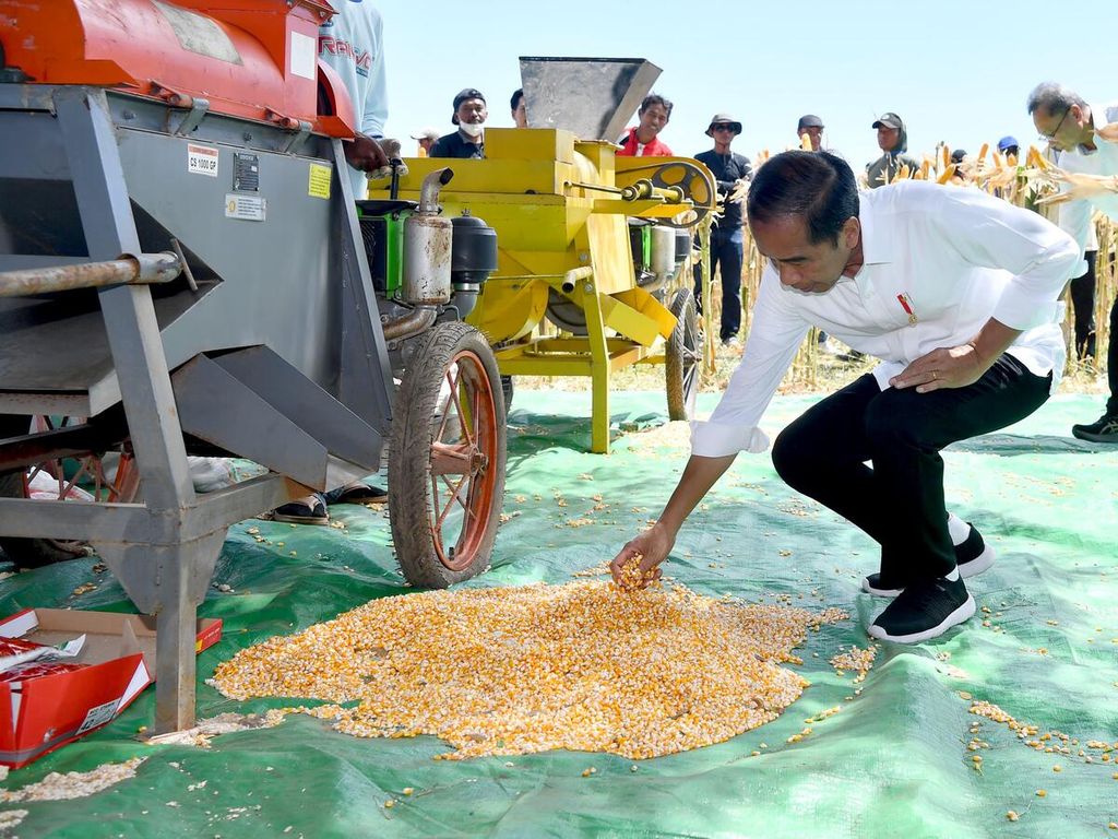 Presiden Joko Widodo meninjau panen jagung di Kelurahan Brang Biji, Kecamatan Sumbawa, Kabupaten Sumbawa, Nusa Tenggara Barat, Kamis (2/5/2024). Hasil panen dipipil menggunakan mesin.