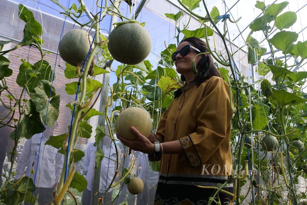 Deputy Resident Representative of UNDP (United Nations Development Programme) in Indonesia, Sujala Pant, is displaying a melon she harvested at UD Sasak Tani Kuripan, West Lombok, West Nusa Tenggara, on January 31st, 2024. In Lombok, the UN is implementing a program called Accelerating Sustainable Development Goals Investment in Indonesia (ASSIST), which supports the development of sustainable agriculture.