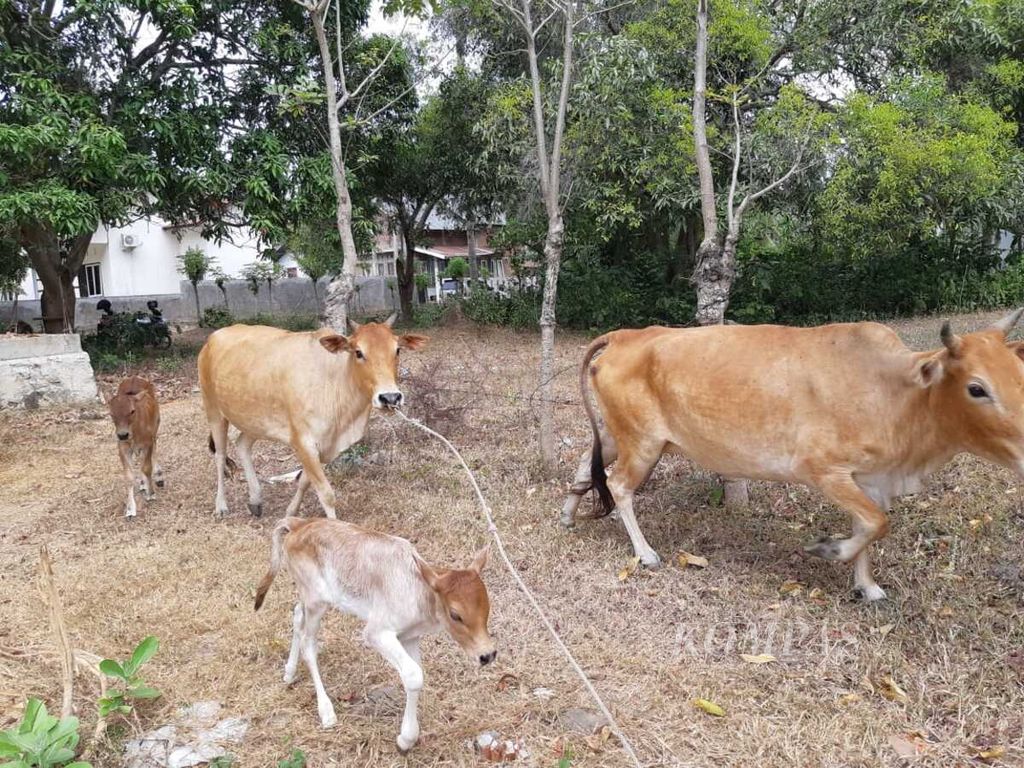 Sapi milik warga di Kabupaten Aceh Besar, Aceh, Selasa (4/2/2020). Penyakit ngorok merupakan ancaman bagi ternak di Aceh