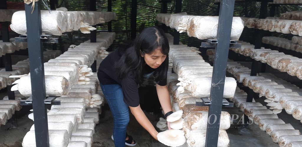 Ni Wayan Purnami memanen jamur tiram, Senin (3/4/2023), di kumbung Bee Jamur di Banjar Den-yeh Kelurahan Peguyangan Kaja, Denpasar Utara, Bali. Wayan Purnami alias Emick membudidayakan jamur tiram sejak 2009.