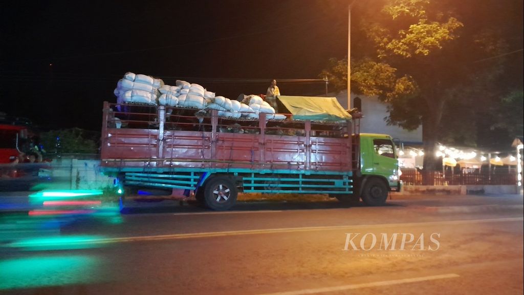 Seorang peternak berdiri di atas bak truk saat truk bermuatan sapi asal Bima, Nusa Tenggara Barat, yang hendak menuju ke Jakarta, tengah berhenti di depan Kantor Imigrasi Banyuwangi, di Banyuwangi, Jawa Timur, Selasa (30/5/2023) malam. Peternak ini hanya berlindung di tenda kecil di bagian depan di atas bak truk. Di belakang mereka terdapat berkantong pakan sapi dan kebutuhan pokok. Adapun bak truk (bawah) dipakai untuk mengangkut lebih dari 20 sapi.