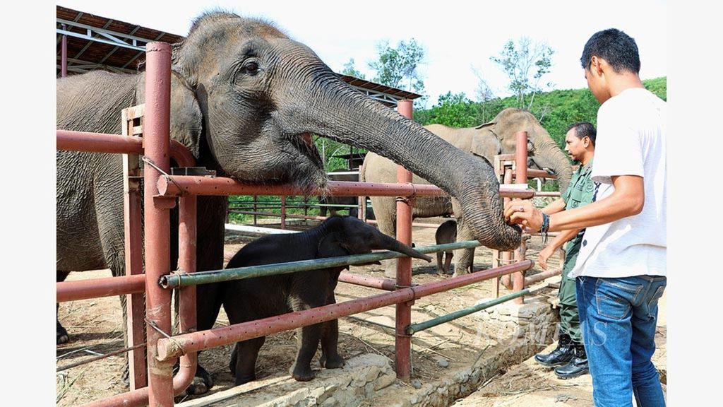 Petugas memberi makan anak dan induk gajah sumatera (<i>Elephas maximus sumatranus</i>) di Barumun Nagari Wildlife Sanctuary (BNWS), Kabupaten Padang Lawas Utara, Sumatera Utara, Selasa (14/8/2018).