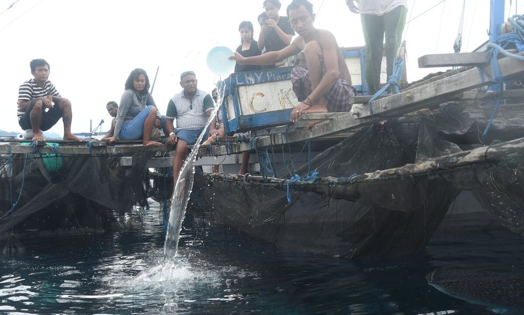 Nelayan berusaha memanggil hiu paus di depan wisatawan lokal di salah satu bagan di Teluk Cendrawasih, Distrik Yaur, Kabupaten Nabire Minggu (25/4/2021). 