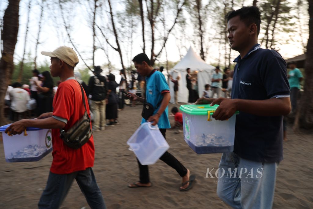 Anggota Kelompok Masyarakat Penggerak Konservasi Penyu Goa Cemara membawa tukik penyu lekang yang akan dilepasliarkan di Pantai Goa Cemara, Bantul, DI Yogyakarta, Sabtu (8/6/2024). 