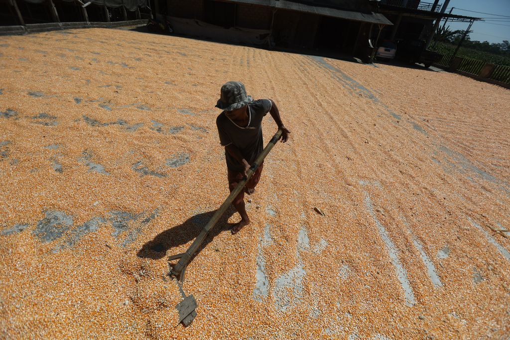 Pekerja menjemur biji jagung di Desa Tambak, Mojosongo, Boyolali, Jawa Tengah, Rabu (14/9/2022). Jagung tersebut dikeringkan dengan cara dijemur selama dua hari dan kemudian digunakan untuk pakan ayam. 