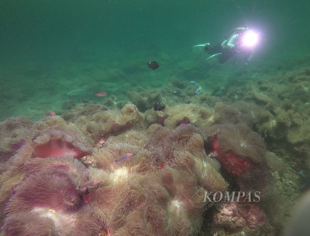 Penyelam menikmati bawah laut Taman Nasional Terumbu Karang Miri-Sibuti di Sarawak, Malaysia, Sabtu (27/4/2024). Taman Nasional Terumbu Karang Miri-Sibuti merupakan salah satu destinasi wisata selam di Sarawak Malaysia yang memiliki lebih dari 40 titik selam. 